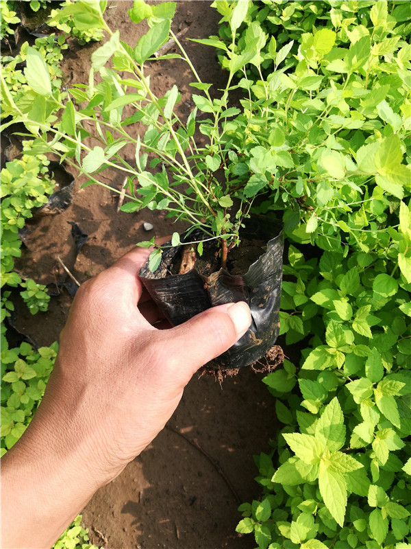 粉花繡線菊圖片