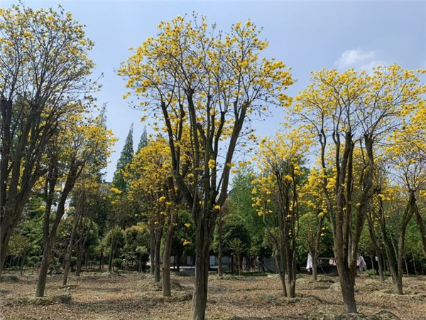 黃花風(fēng)鈴木圖片