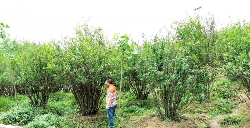 叢生花石榴在南方能種植嗎？