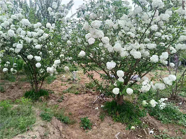 木繡球基地實拍圖片