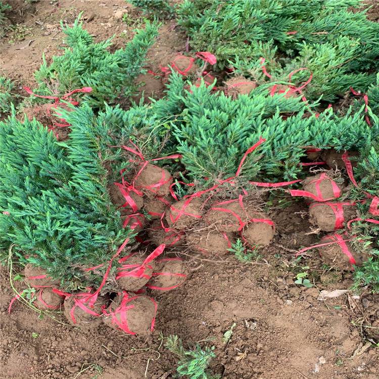 12月份能栽植鋪地柏嗎？