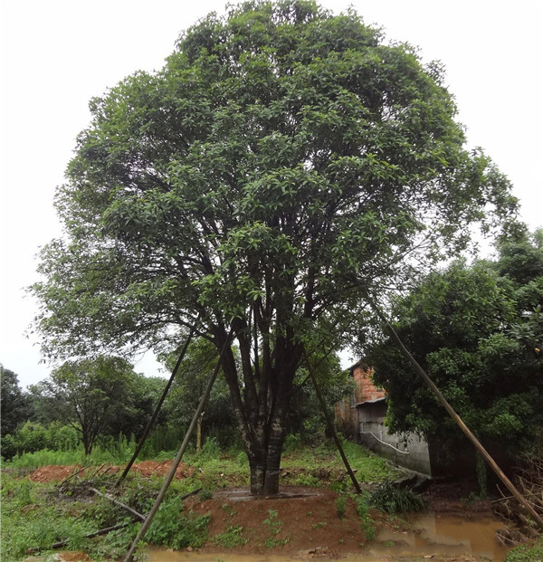 叢生桂花樹基地實拍圖