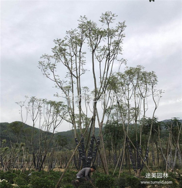 藍花楹和叢生藍花楹有什么區(qū)別？