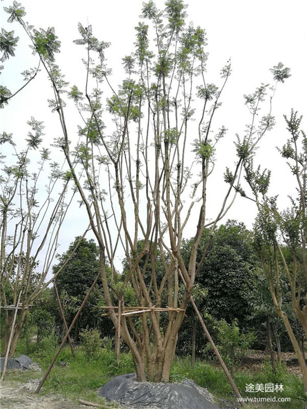 叢生藍(lán)花楹圖片