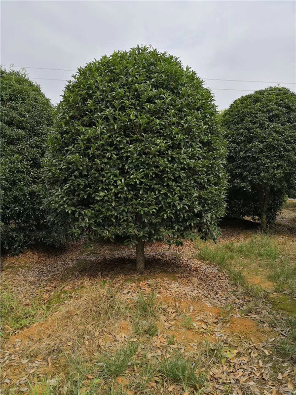 低分枝桂花樹(shù)圖片