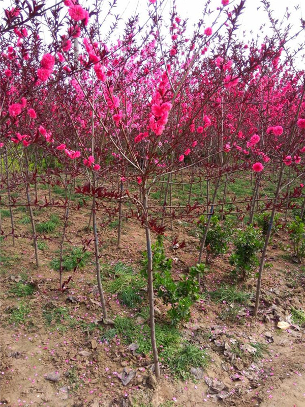 碧桃6月份可以種植嗎？