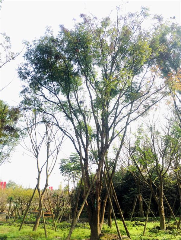 黃連木基地實(shí)拍圖