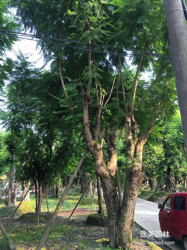 大規(guī)格藍花楹圖片