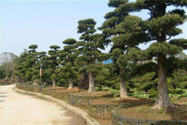 四川羅漢松基地實(shí)拍圖片