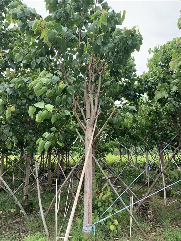 菩提樹基地實(shí)拍圖