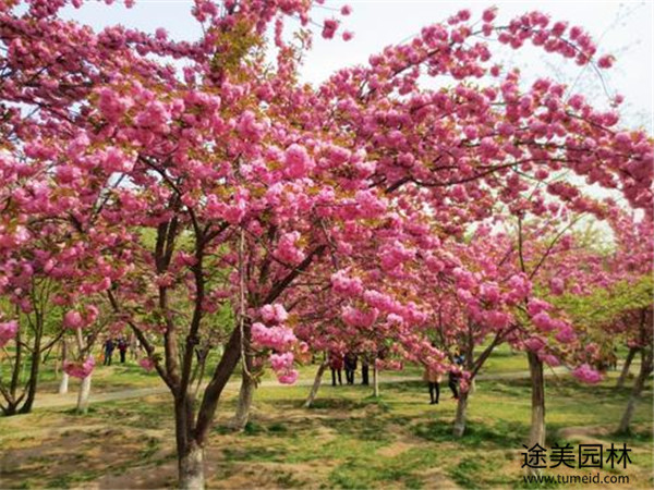 晚櫻開花圖片實(shí)拍