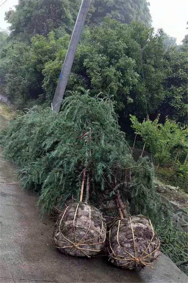 雪松適合秋季種植嗎？