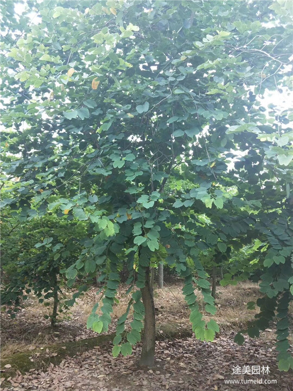 重慶桂花樹基地實拍